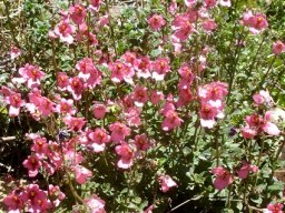 Diascia anastrepta in full bloom